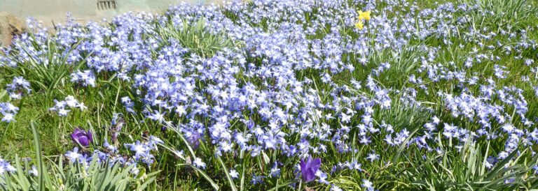Mähfreier Mai für mehr Artenvielfalt