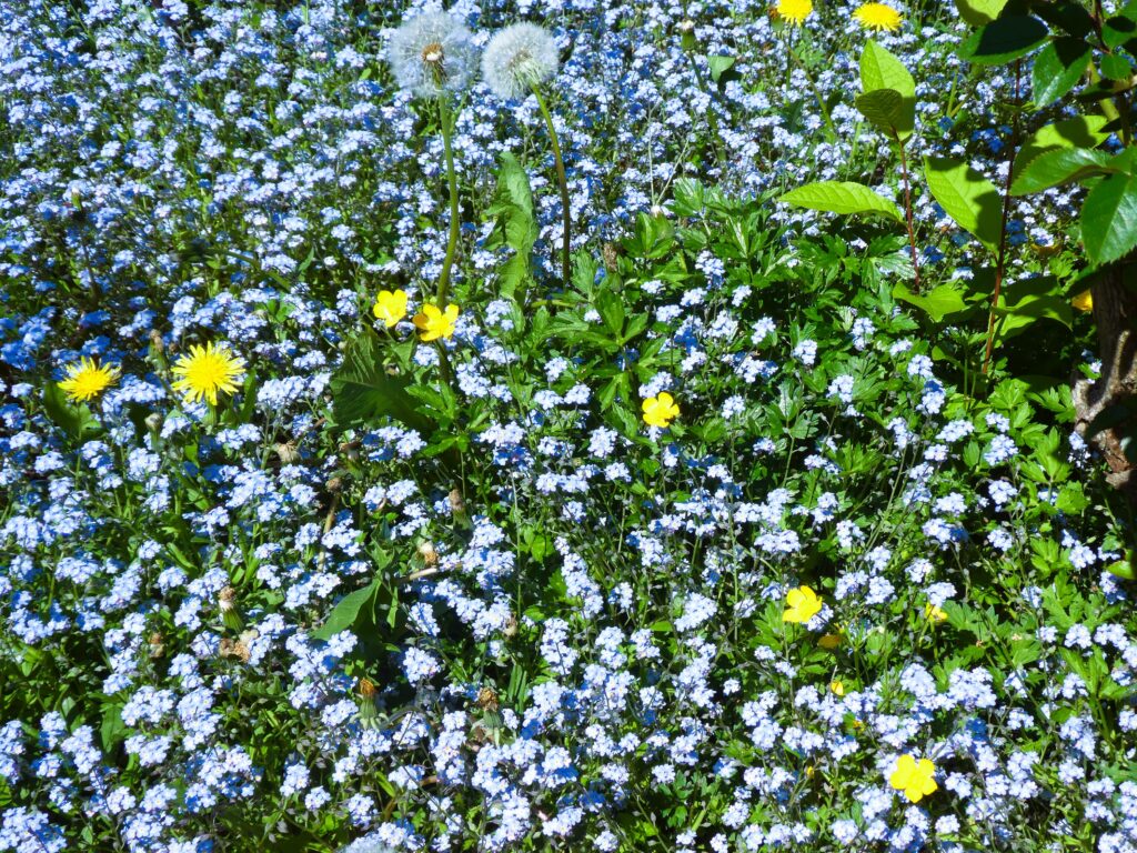 Dichte Frühlingswiese mit blühenden Vergissmeinnicht, gelben Löwenzahnblüten und Pusteblumen
