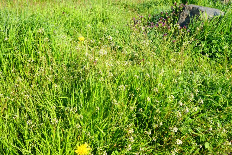 Blühende Wiesen schützen Insekten und Artenvielfalt