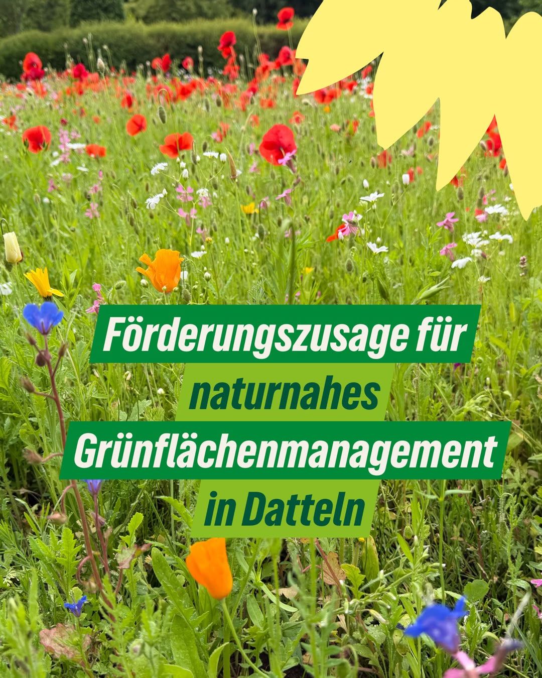 Beitragsmotiv zum naturnahen Grünflächenmanagement der Stadt Datteln.