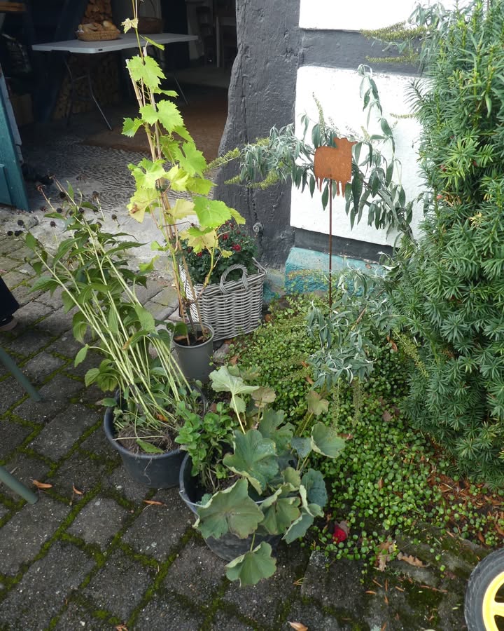 Staudentauschbörse in Datteln: Pflanzen wechseln den Garten